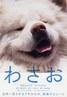 秋田犬蓬夫