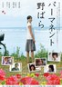 常开野蔷薇